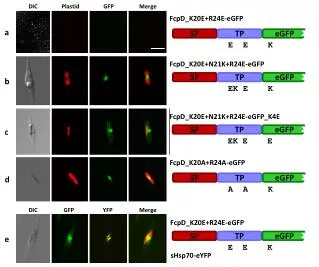FcpD_K20E+R24E-eGFP
