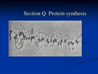 Section Q Protein synthesis