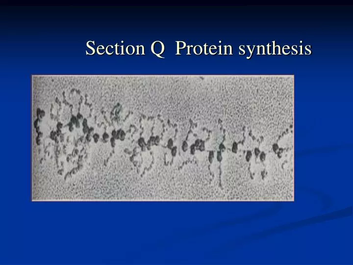 section q protein synthesis