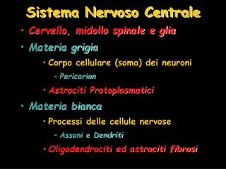 sistema nervoso centrale