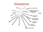 Testosterone - slide 1