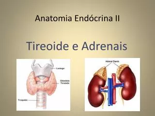 anatomia end crina ii