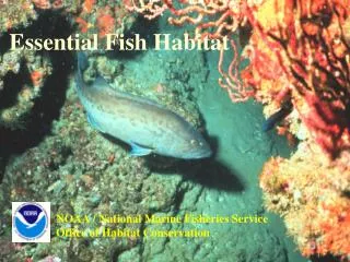 Essential Fish Habitat