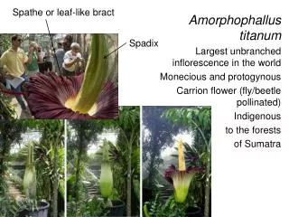 Amorphophallus titanum Largest unbranched inflorescence in the world Monecious and protogynous