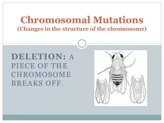 Chromosomal Mutations (Changes in the structure of the chromosome)