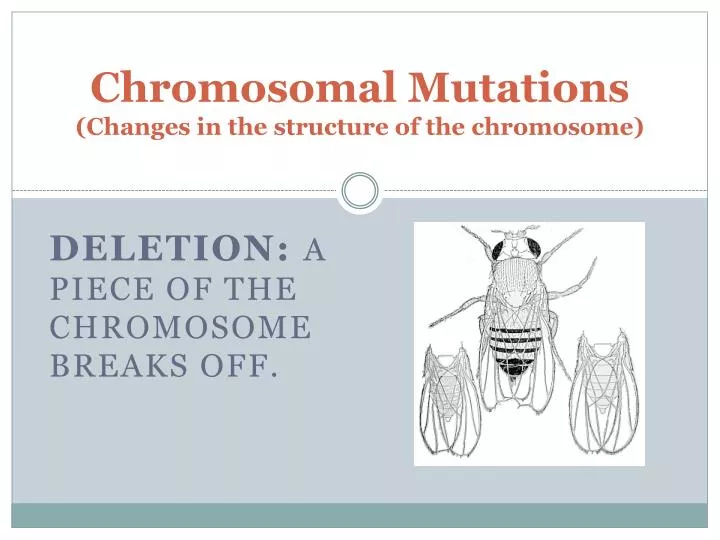 chromosomal mutations changes in the structure of the chromosome