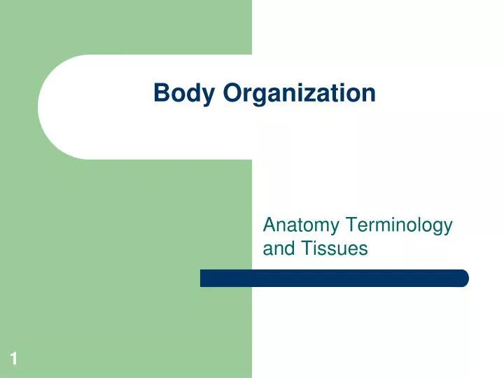 body organization
