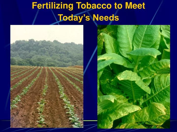 fertilizing tobacco to meet today s needs