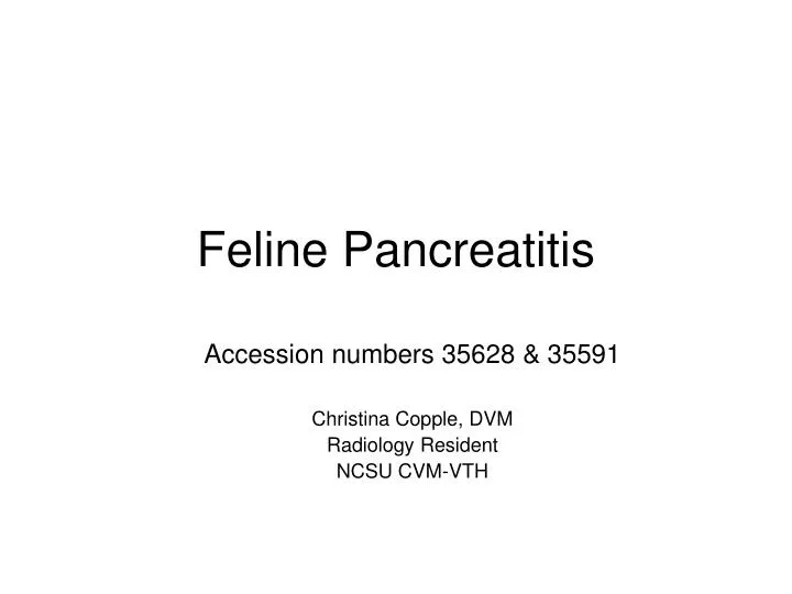 feline pancreatitis