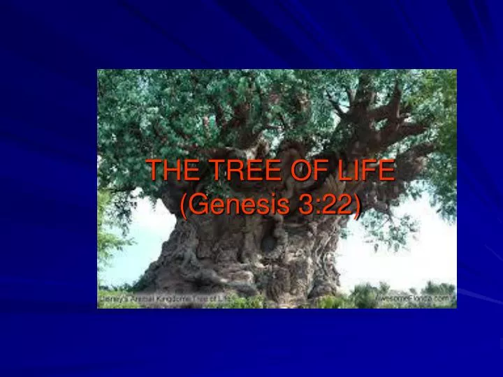 the tree of life genesis 3 22