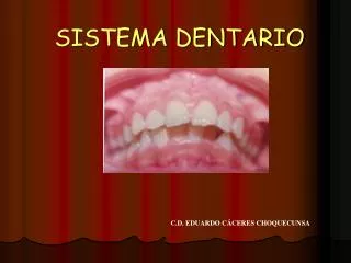 sistema dentario