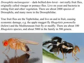 IB404 - Drosophila melanogaster 1 - Feb 15