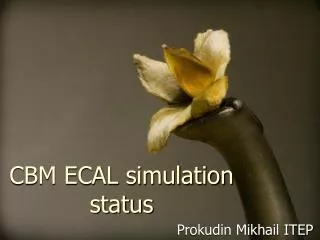 CBM ECAL simulation status