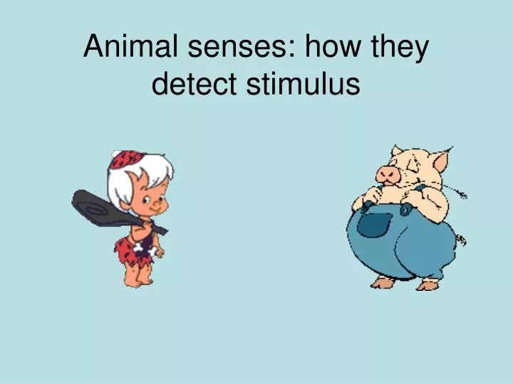 animal senses how they detect stimulus