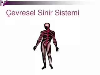 evresel sinir sistemi