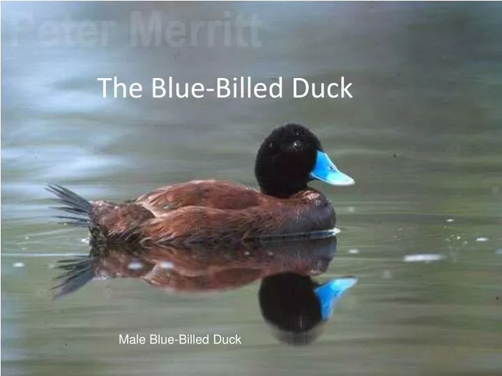 the blue billed duck