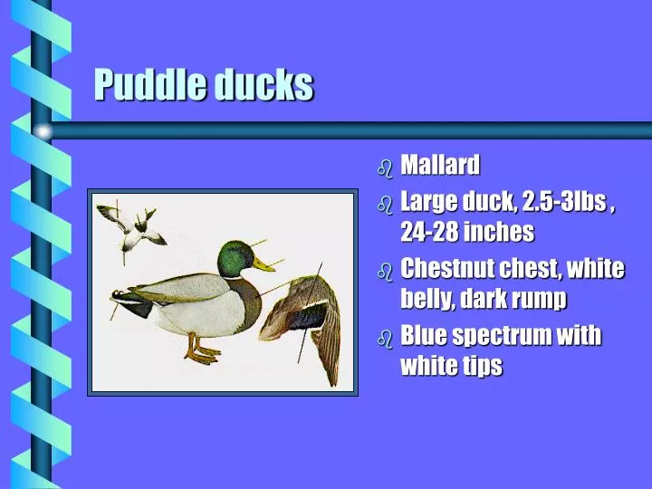 puddle ducks