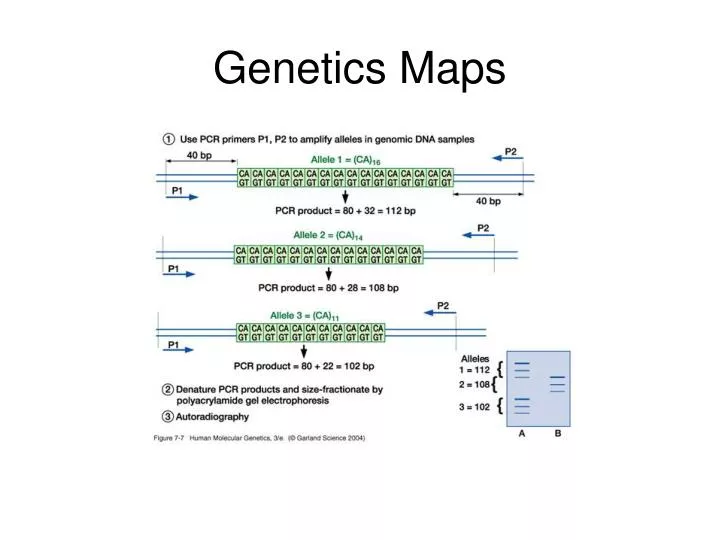 genetics maps