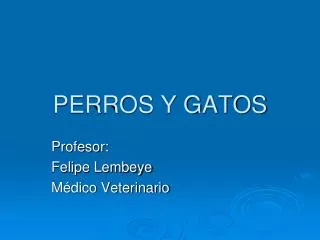 perros y gatos