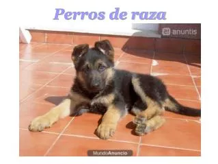 perros de raza