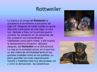 rottweiler