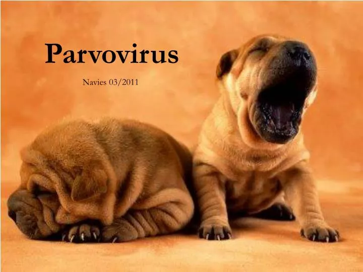 parvovirus