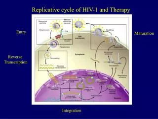 Replicative cycle of HIV-1 and Therapy