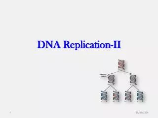 DNA R eplication -II