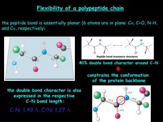 Flexibility of a polypeptide chain