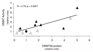 DNMT3b protein (relative units)