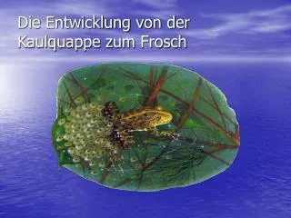 die entwicklung von der kaulquappe zum frosch