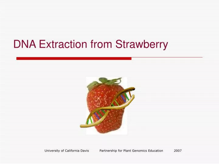 dna extraction from strawberry