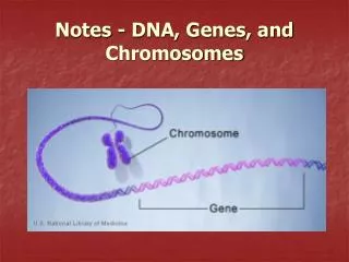 Notes - DNA, Genes, and Chromosomes
