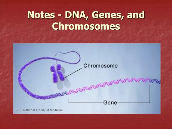 PPT - Notes - DNA, Genes, and Chromosomes PowerPoint Presentation, free ...