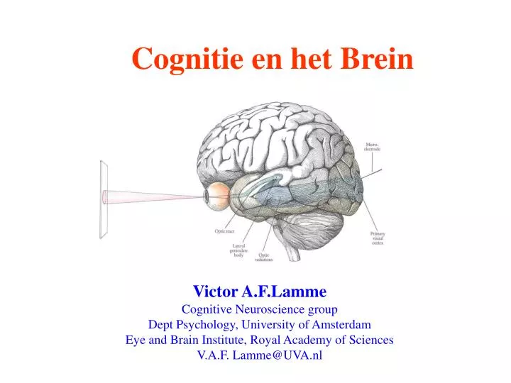 cognitie en het brein