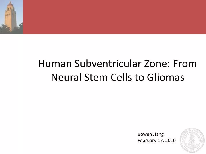 human subventricular zone from neural stem cells to gliomas