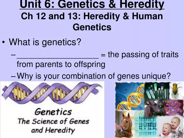 unit 6 genetics heredity ch 12 and 13 heredity human genetics