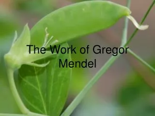 The Work of Gregor Mendel