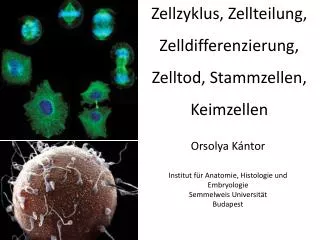 Zellzyklus , Zellteilung , Zelldifferenzierung , Zelltod , Stammzellen , Keimzellen