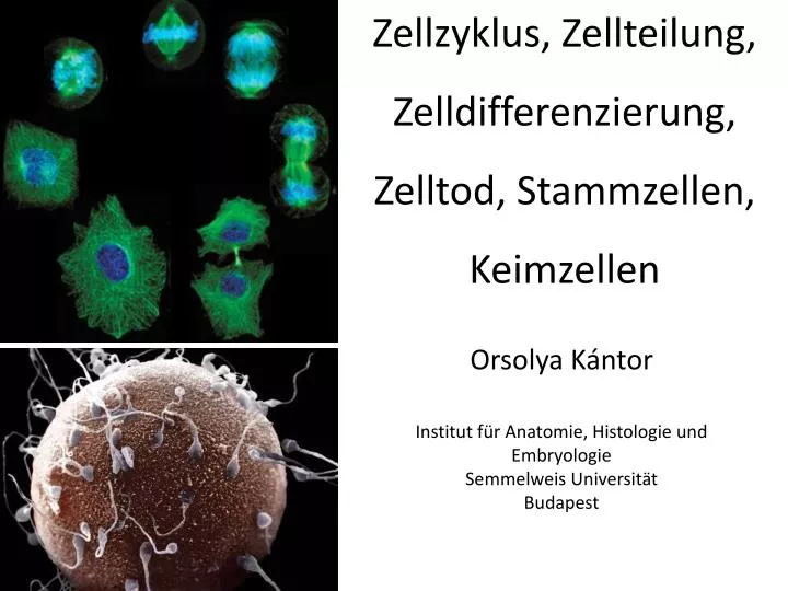 zellzyklus zellteilung zelldifferenzierung zelltod stammzellen keimzellen