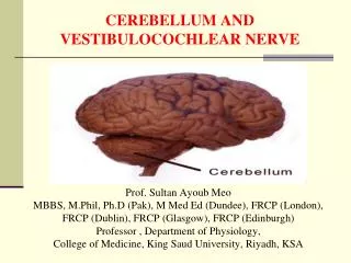 CEREBELLUM AND VESTIBULOCOCHLEAR NERVE