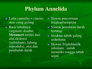 phylum annelida