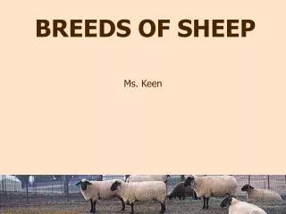 BREEDS OF SHEEP
