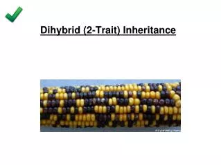 Dihybrid (2-Trait) Inheritance