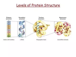 Levels of Protein Structure