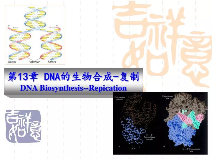 13 dna dna biosynthesis repication