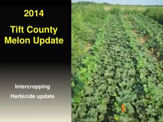 2014 Tift County Melon Update