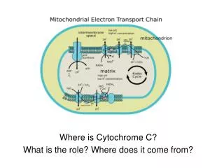 Where is Cytochrome C? What is the role? Where does it come from?