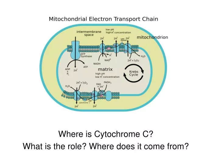 where is cytochrome c what is the role where does it come from