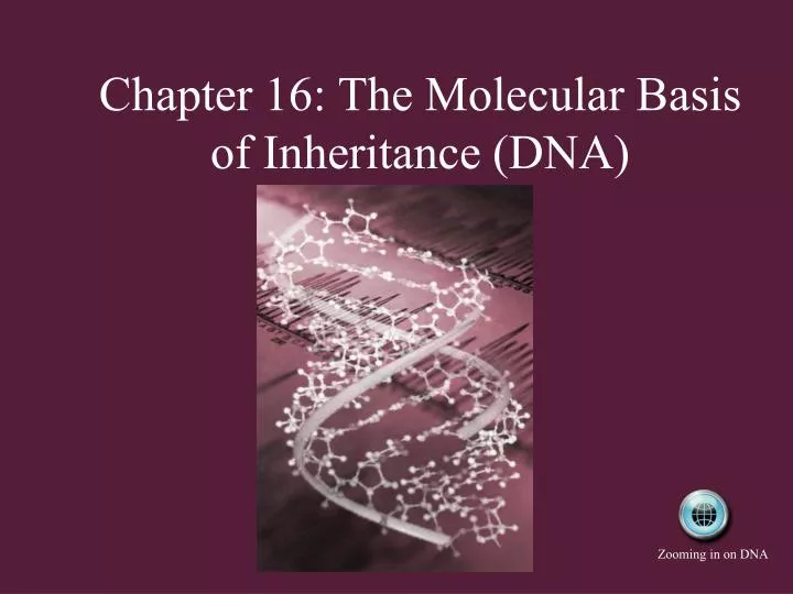 chapter 16 the molecular basis of inheritance dna